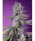 SWEET SEEDS - PAPAYA ZOAP FEM - F1 FAST VERSION