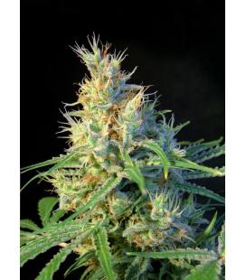 SWEET SEEDS - PSICODELICIA FEM