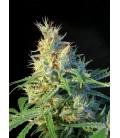 SWEET SEEDS - PSICODELICIA FEM