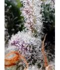 SWEET SEEDS - PSICODELICIA FEM