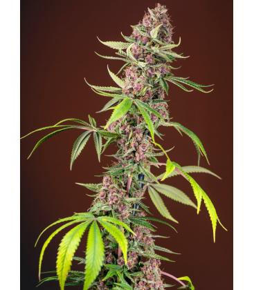 SWEET SEEDS - RED MANDARINE FEM - F1 FAST VERSION