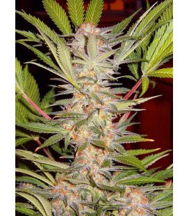 SWEET SEEDS - RED MANDARINE FEM - F1 FAST VERSION