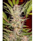 SWEET SEEDS - RED MANDARINE FEM - F1 FAST VERSION