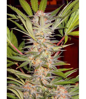 SWEET SEEDS - SAD SWEET AFGANI DELICIOUS S1 FEM