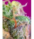 SWEET SEEDS - SAD SWEET AFGANI DELICIOUS S1 FEM