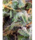 SWEET SEEDS - SAD SWEET AFGANI DELICIOUS S1 FEM