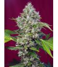 SWEET SEEDS - SAD SWEET AFGANI DELICIOUS S1 FEM