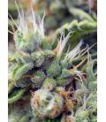 SWEET SEEDS - SAD SWEET AFGANI DELICIOUS S1 FEM