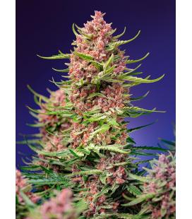 SWEET SEEDS - STRAWBERRY COLA SHERBET FEM - F1 FAST VERSION
