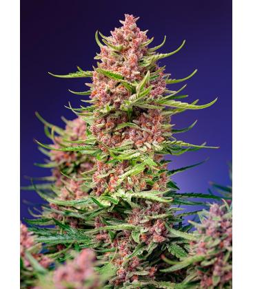 SWEET SEEDS - STRAWBERRY COLA SHERBET FEM - F1 FAST VERSION