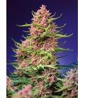 SWEET SEEDS - STRAWBERRY COLA SHERBET FEM - F1 FAST VERSION