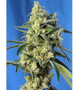 SWEET SEEDS - SWEET AMNESIA HAZE FEM
