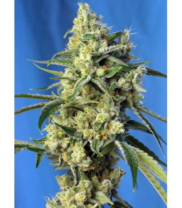 SWEET SEEDS - SWEET AMNESIA HAZE FEM