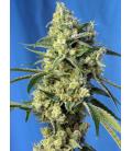 SWEET SEEDS - SWEET AMNESIA HAZE FEM