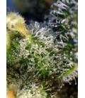 SWEET SEEDS - SWEET AMNESIA HAZE FEM
