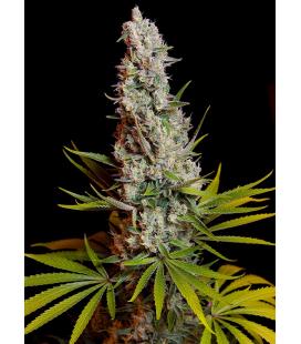 SWEET SEEDS - SWEET CHEESE FEM