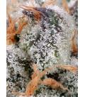SWEET SEEDS - SWEET CHEESE FEM