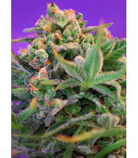 SWEET SEEDS - SWEET AMNESIA HAZE FEM