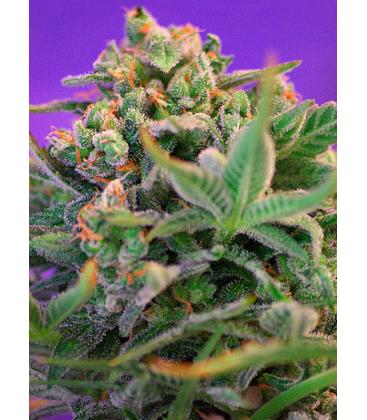 SWEET SEEDS - SWEET AMNESIA HAZE FEM