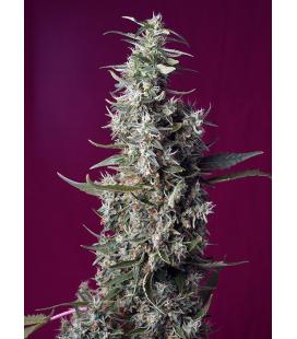 SWEET SEEDS - SWEET CHERRY PIE FEM