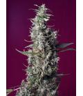 SWEET SEEDS - SWEET CHERRY PIE FEM
