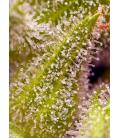 SWEET SEEDS - SWEET CHERRY PIE FEM