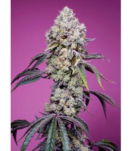 SWEET SEEDS - SWEET MANDARINE ZKITTLEZ FEM - F1 FAST VERSION