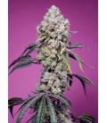 SWEET SEEDS - SWEET MANDARINE ZKITTLEZ FEM - F1 FAST VERSION