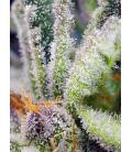 SWEET SEEDS - SWEET MANDARINE ZKITTLEZ FEM - F1 FAST VERSION