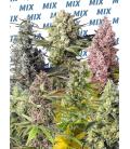 SWEET SEEDS - SWEET MIX