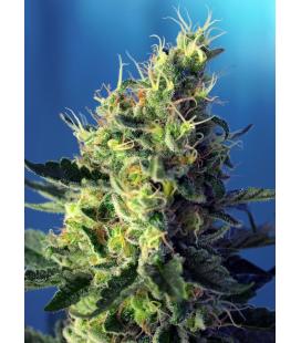 SWEET SEEDS - SWEET PURE CBD