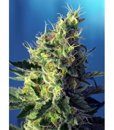 SWEET SEEDS - SWEET PURE CBD