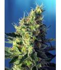 SWEET SEEDS - SWEET PURE CBD