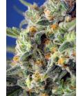 SWEET SEEDS - SWEET PURE CBD