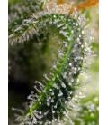 SWEET SEEDS - SWEET PURE CBD