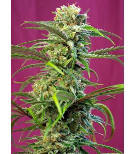 SWEET SEEDS - SWEET TAI FEM