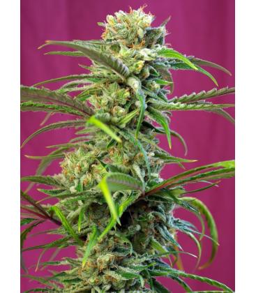 SWEET SEEDS - SWEET TAI FEM