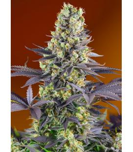 SWEET SEEDS - SWEET SKUNK FEM - F1 FAST VERSION