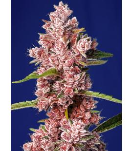 SWEET SEEDS - TROPICANNA POISON FEM - F1 FAST VERSION