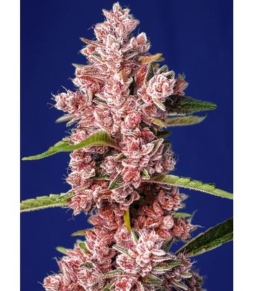 SWEET SEEDS - TROPICANNA POISON FEM - F1 FAST VERSION