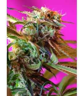 SWEET SEEDS - SWEET TAI FEM