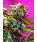 SWEET SEEDS - WILD ROSE FEM