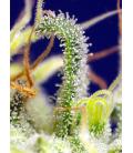 SWEET SEEDS - GREEN POISON CBD