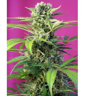 SWEET SEEDS - CHEM BEYOND DIESEL CBD