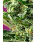 SWEET SEEDS - CHEM BEYOND DIESEL CBD