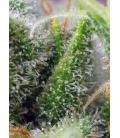 SWEET SEEDS - CHEM BEYOND DIESEL CBD