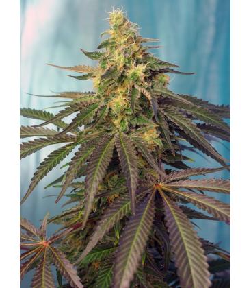 SWEET SEEDS - CREAM CARAMEL CBD