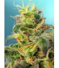 SWEET SEEDS - CREAM CARAMEL CBD