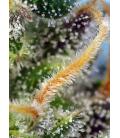 SWEET SEEDS - CREAM CARAMEL CBD