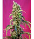 SWEET SEEDS - CREAM CARAMEL CBD